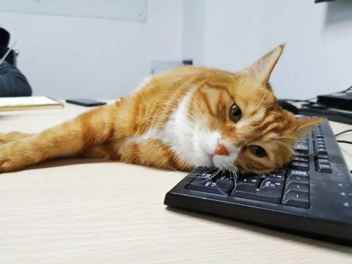 娱乐吃瓜君罗小猫,娱乐吃瓜界的“猫界网红”