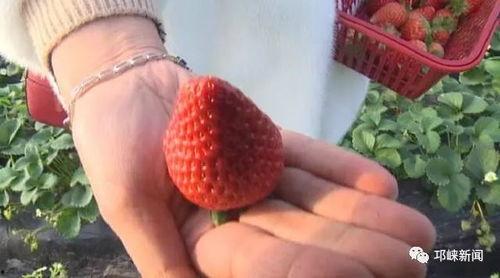 娱乐吃瓜酱草莓视频,娱乐吃瓜酱带你揭秘娱乐圈幕后故事