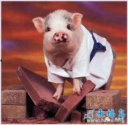 肥猪猪的日常娱乐吃瓜