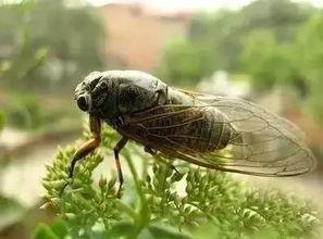 娱乐吃瓜酱知了,揭秘知了背后的故事与魅力