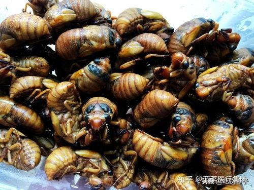 娱乐吃瓜酱知了,揭秘知了背后的故事与魅力