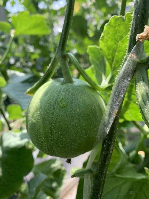 娱乐吃瓜酱花期,揭秘明星幕后故事