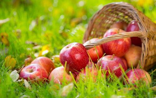 5.1吃瓜网官网苹果版